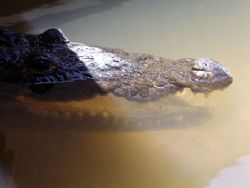 The resident croc at our local marina. by Martin Spragg 